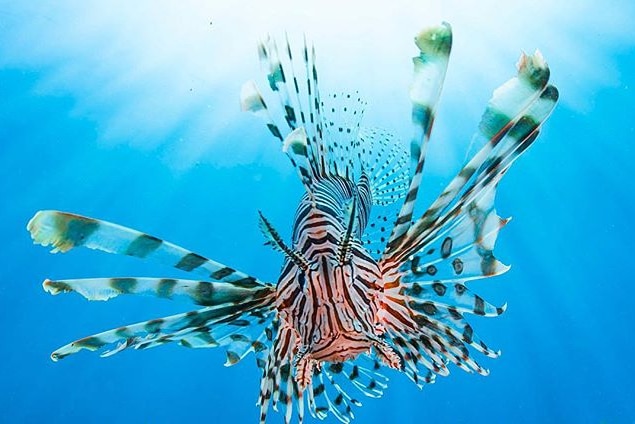 A lionfish swims towards the camera with all its fins and spines splayed.