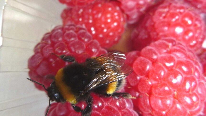 Bumblebee and raspberries