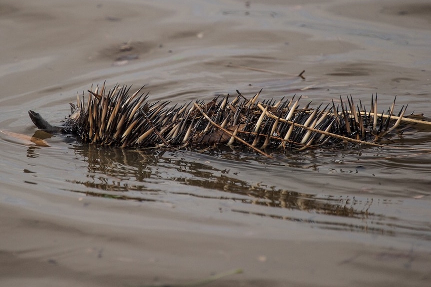 Echidna swims in river