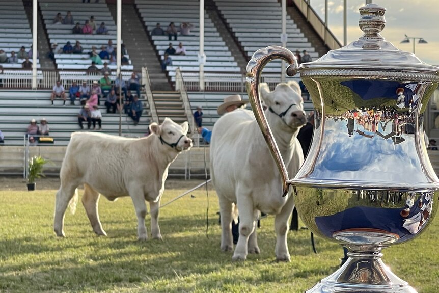 A silver trophy in the foreground frames a white cow and calf in the background.