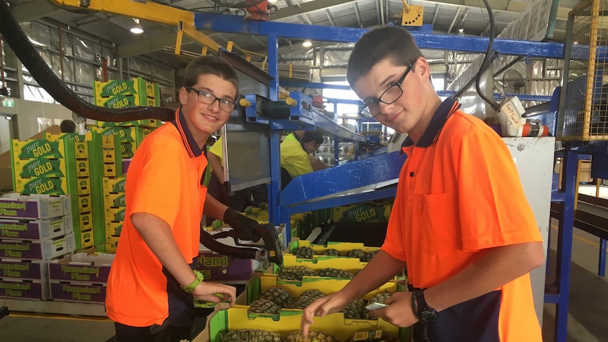 Twins James (left) and Alex Toolen put hot glue and labels onto pineapples on a production line in a packing shed at Yeppoon.