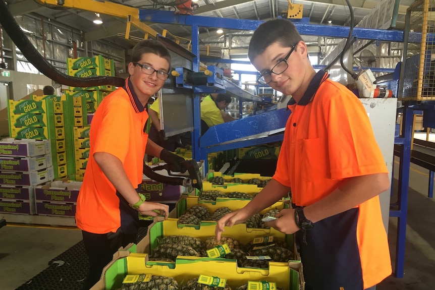 Twins James (left) and Alex Toolen put hot glue and labels onto pineapples on a production line in a packing shed at Yeppoon.