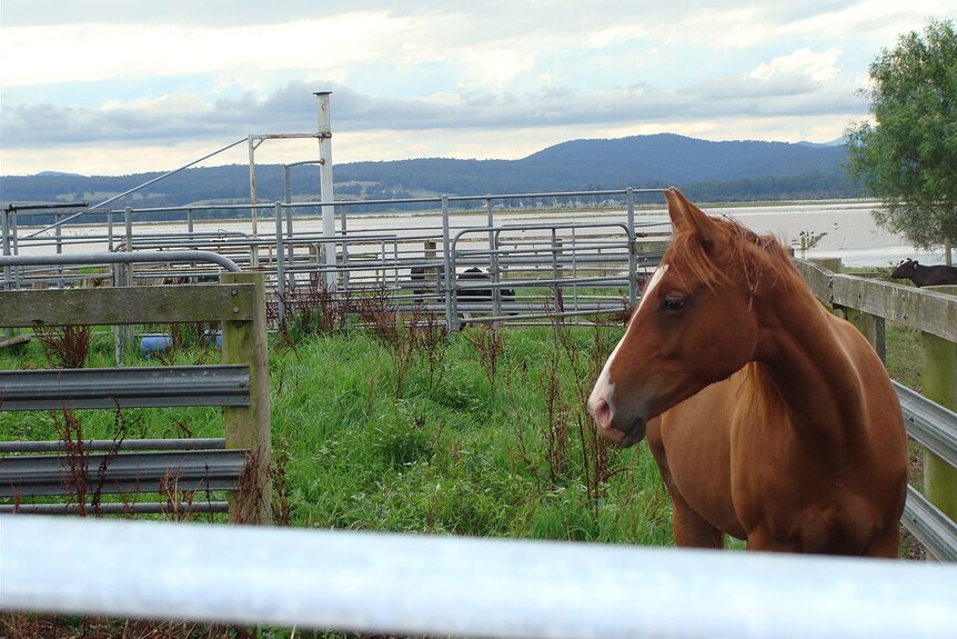 A horse stands in a yard with floodwater in the background