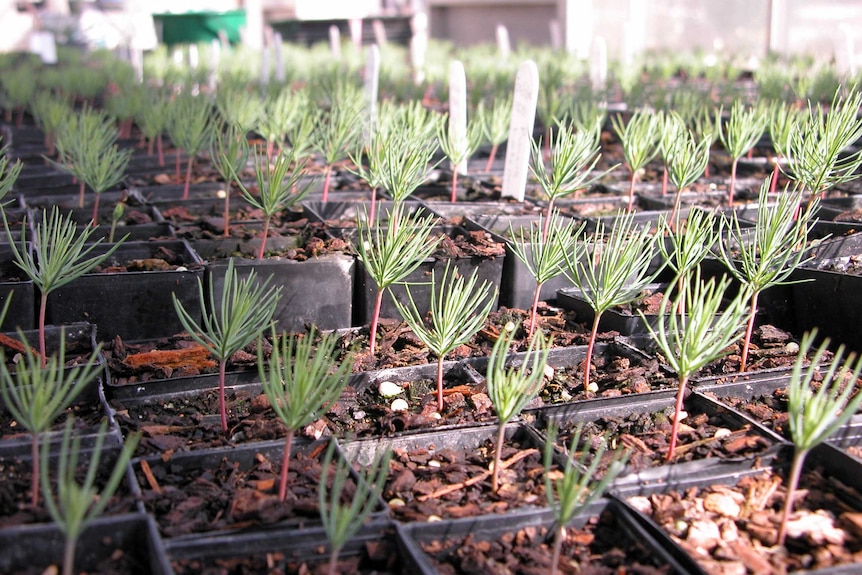 Lone pine seedlings at Yarralumla Nursery