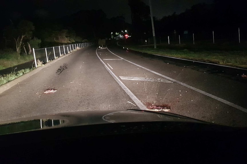 Crushed turtles on a Perth street