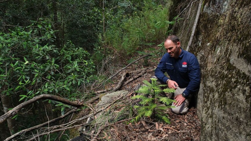 a man sits besides a newly planted Wollemi pine in the bush 