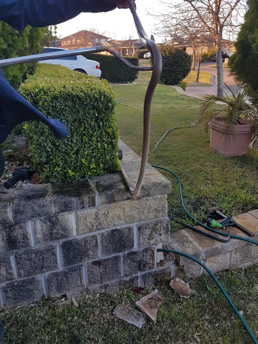 A snake catcher holds an eastern brown snake found in the front yard