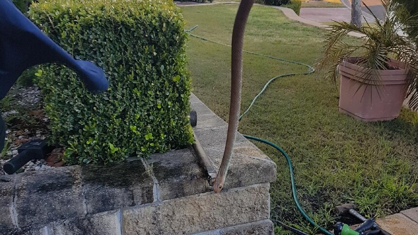 A snake catcher holds an eastern brown snake found in the front yard