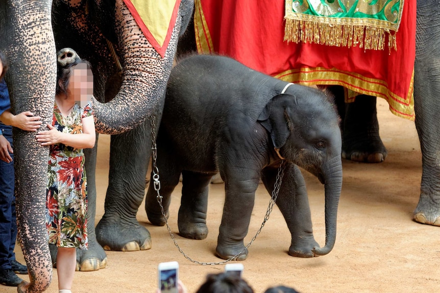 Unidentifiable tourists pose with large and baby elephants.