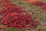 Thousands of dumped WA nectarines on the ground.