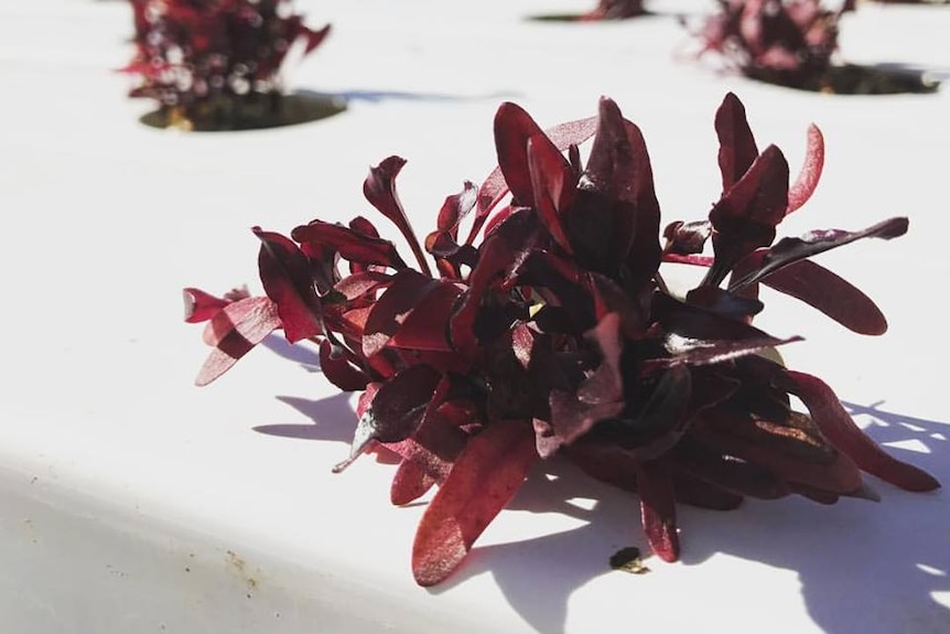 Lettuce grows in a hydroponic greenhouse.