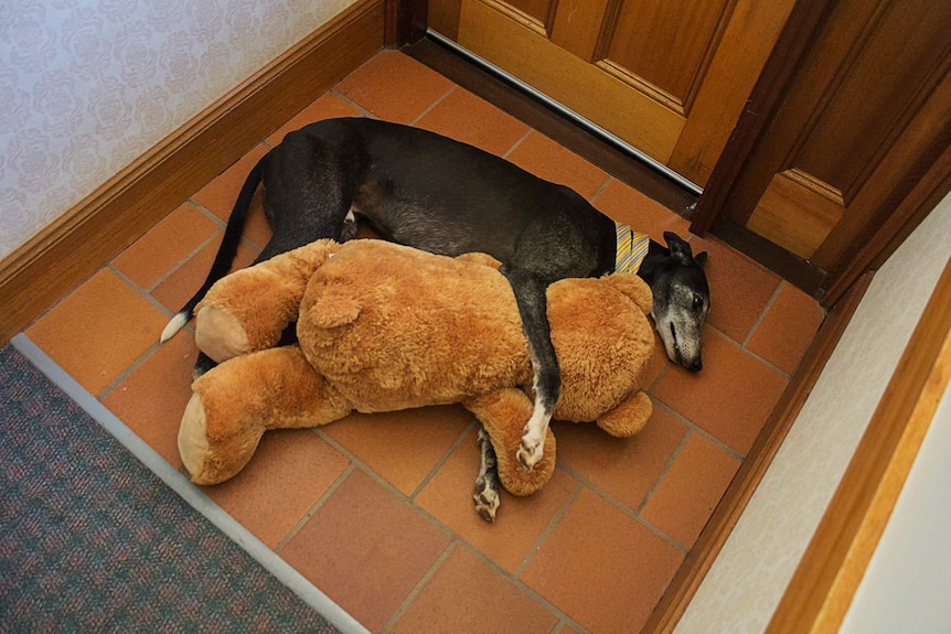 Sammy the greyhound sleeps with his teddy