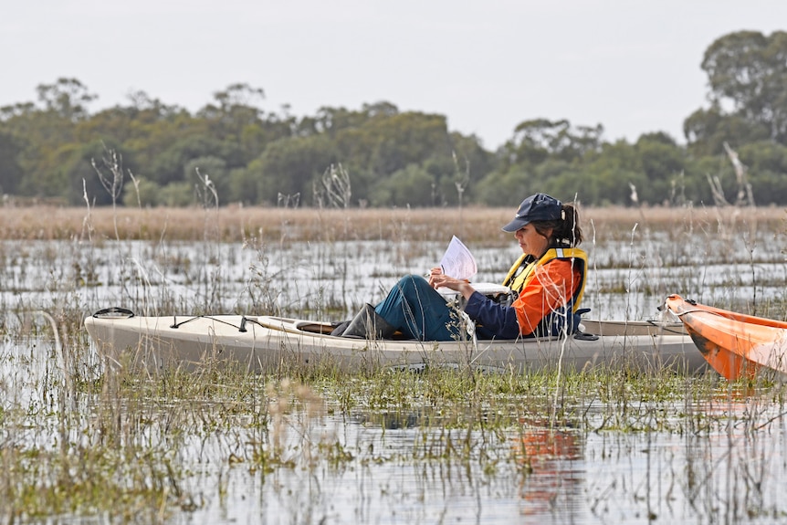 A women in a kayak completes paperwork while floating across a wetland.