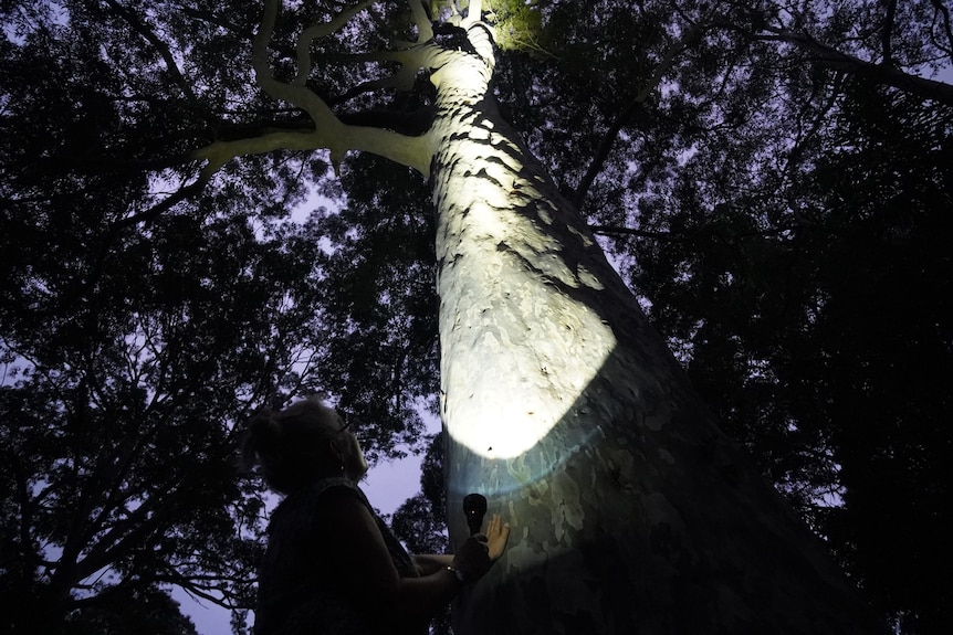 Al anochecer, una mujer ilumina con su foco un gran árbol de goma.