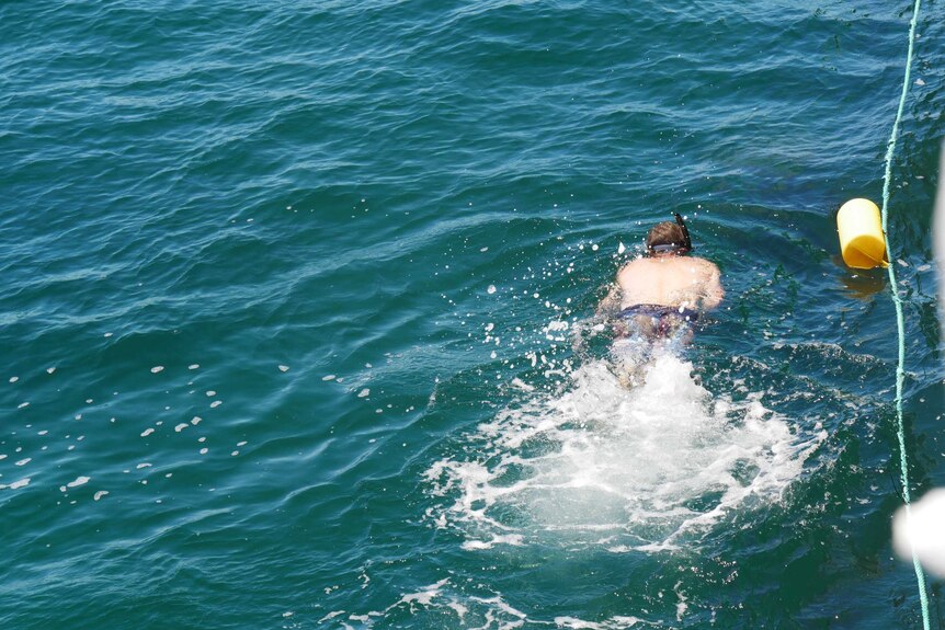 A person swimming near the edge of the Busselton jetty