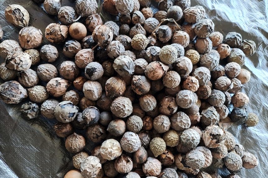 A pile of large, round seeds.