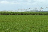 Water plan: Irrigators have been told they will be consulted. (File photo)