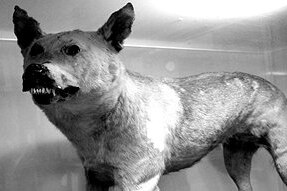 A black and white photo of a taxidermied wolf
