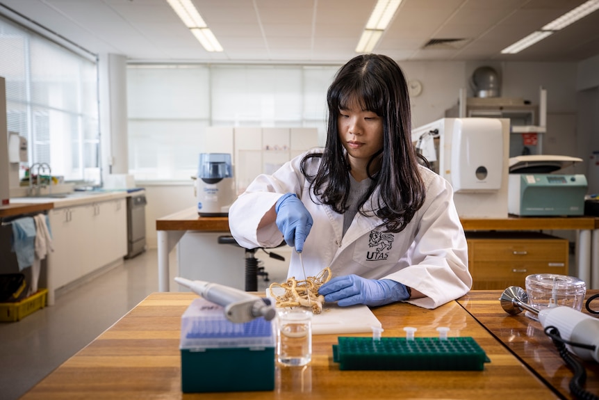 Scientist Hui Law in a laboratory using a knife to cut up a gnarly, brown root.