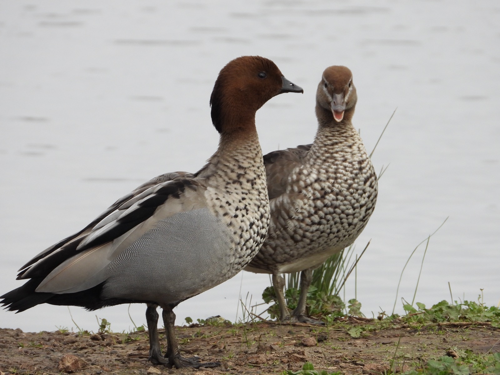 Two ducks, a male with a brown head and a female with a smaller head. 