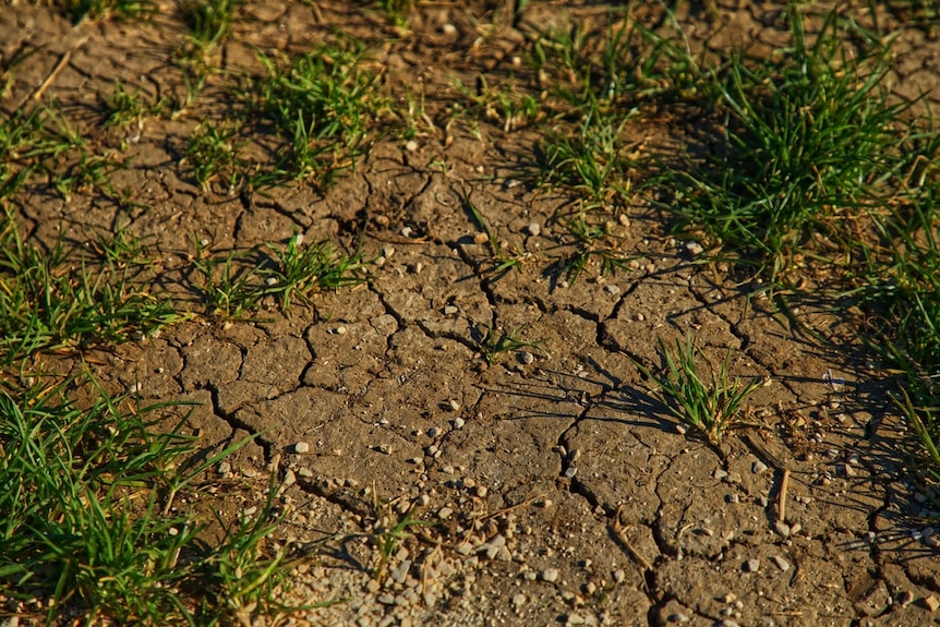 Dried barren soil, cracked from heat.