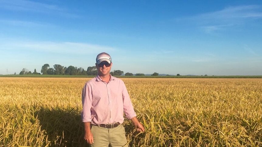 Farmer Steve Rogers standing near his 2015 rice crop in the Richmond Valley, near Lismore