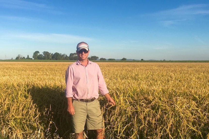 Farmer Steve Rogers standing near his 2015 rice crop in the Richmond Valley, near Lismore