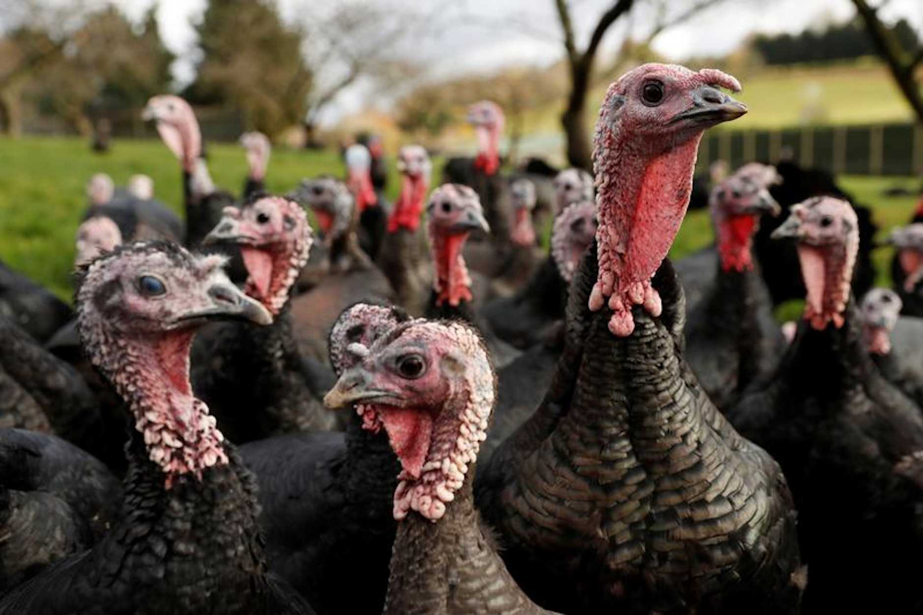 A flock of turkeys in the fields of a grassy farm