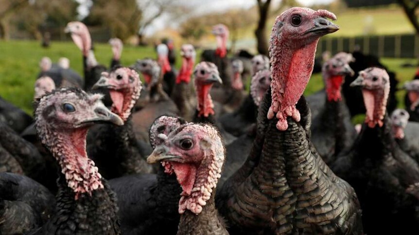 A flock of turkeys in the fields of a grassy farm