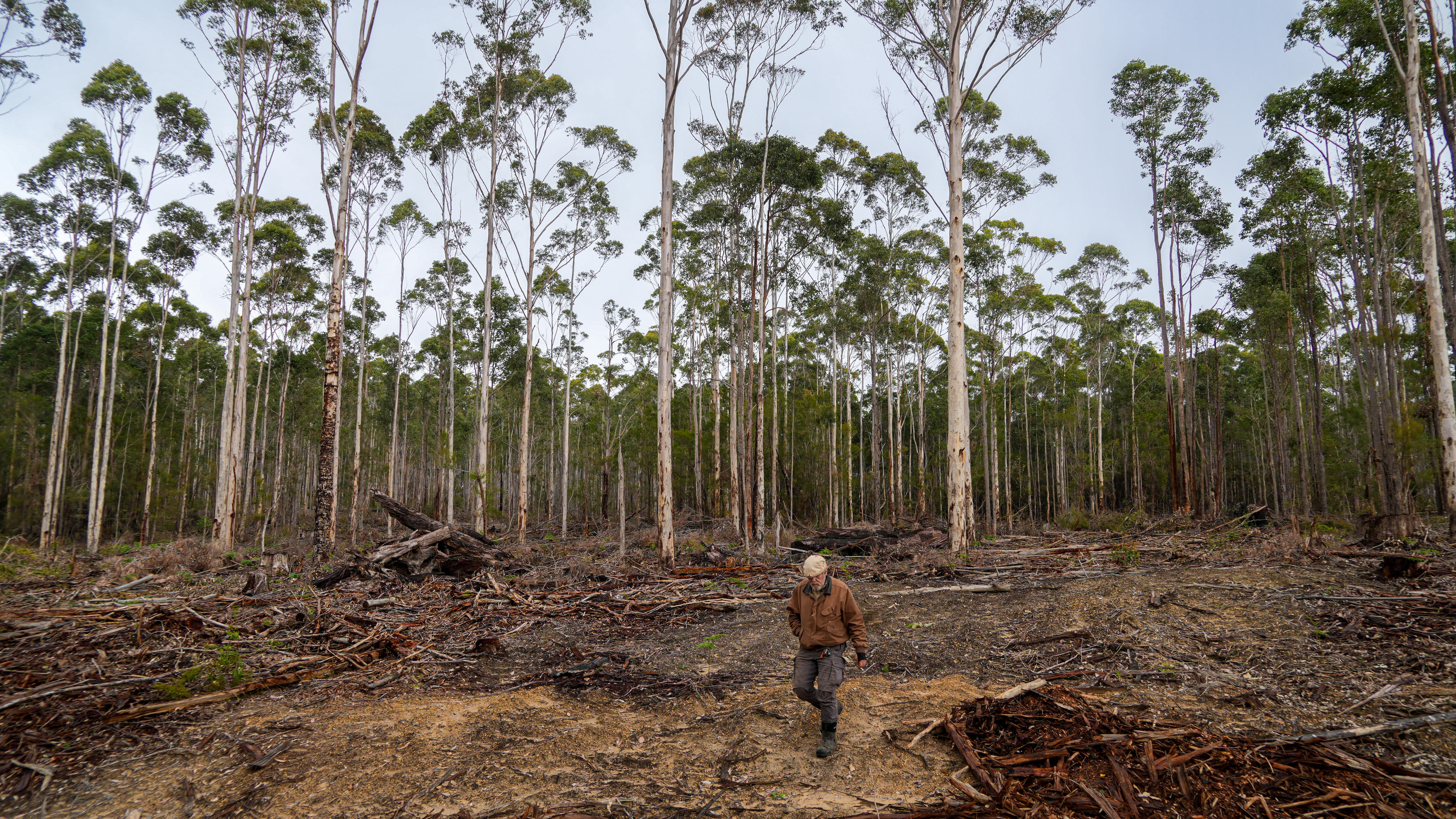 An ecologically thinned forest in South West WA.