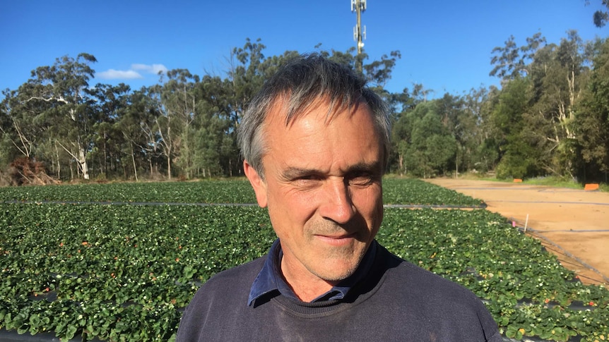 John Allen says in 30 years of growing strawberries he's never experienced a warmer winter.