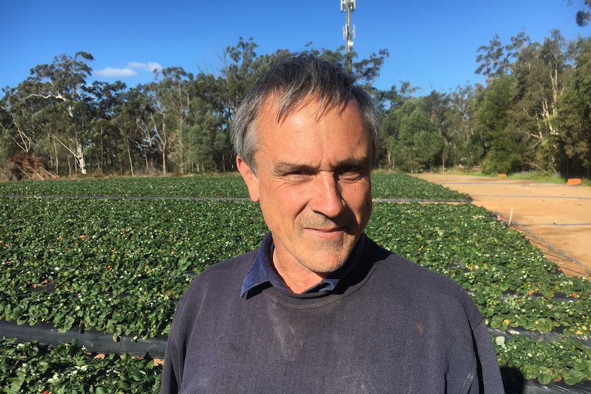 John Allen standing in a field of strawberries.