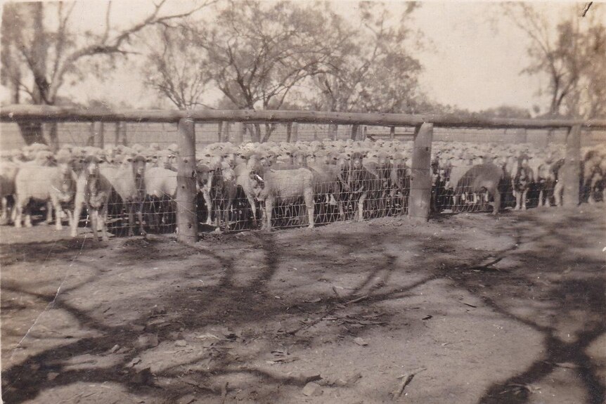 Black and white image of young ewes standing behind a fence in a dip yard.