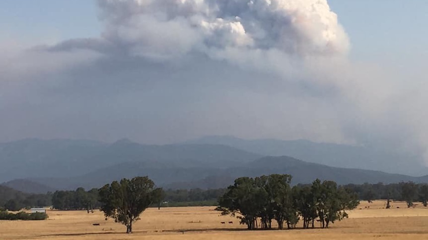 A large convective column of smoke over the fire at Mt Buffalo.