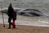 Beached whale in NY city