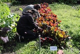 volunteers in the garden 