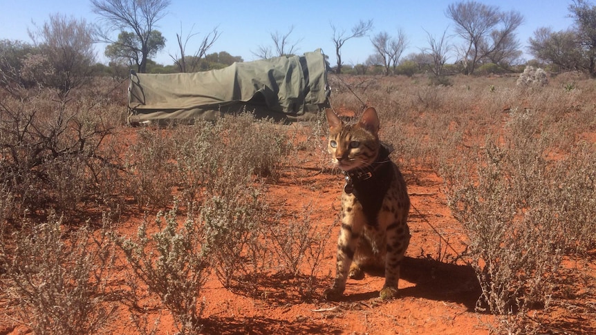 A cat with dark brown spots sits in red dirt with a green swag sitting behind it in the desert brush.