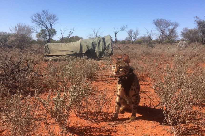 A cat with dark brown spots sits in red dirt with a green swag sitting behind it in the desert brush.