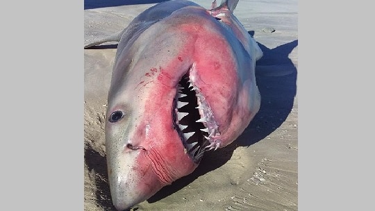 A dead shark on a beach