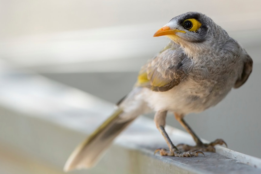 Noisy Miner