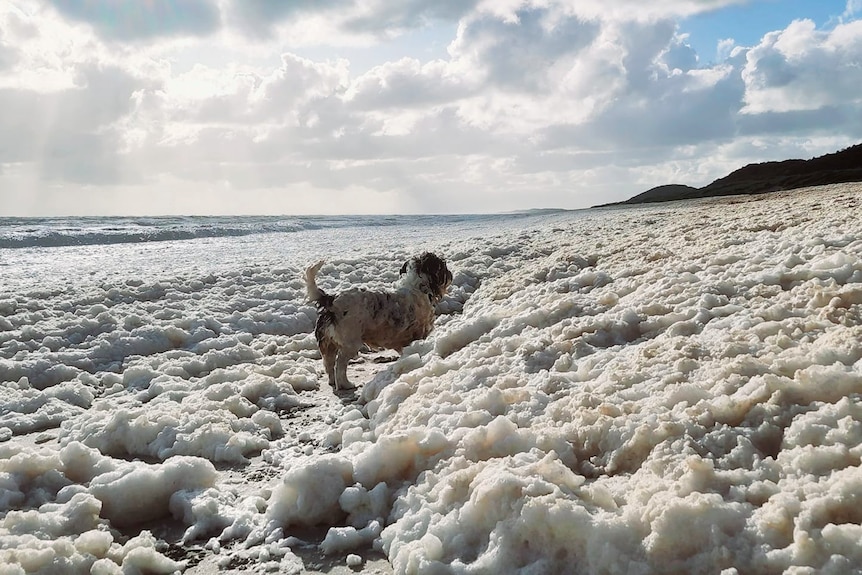 Small dog standing in foam along a beach
