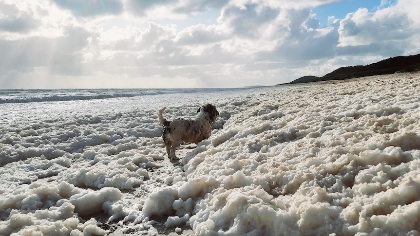 Small dog standing in foam along a beach