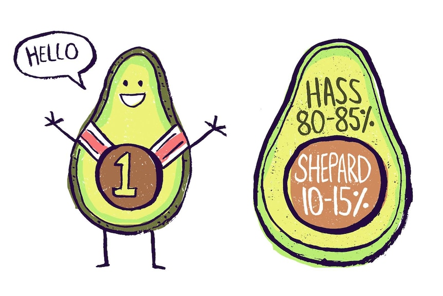 An illustration showing that 80-85 per cent of avocados available in Australia are Hass, while Shepard make up 10-15 per cent.