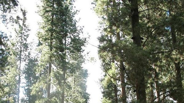 A ground level view of pine trees in a plantation, like those in the south-east of SA and south-west of Victoria, November 2010.