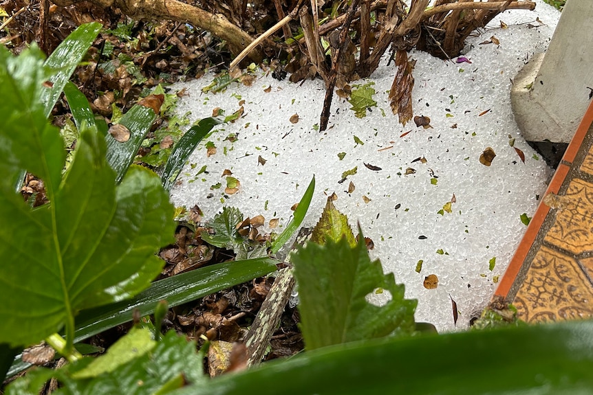 White hail in a garden bed