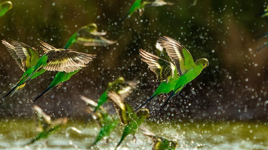 A flock of green, wild budgerigars take off from water.