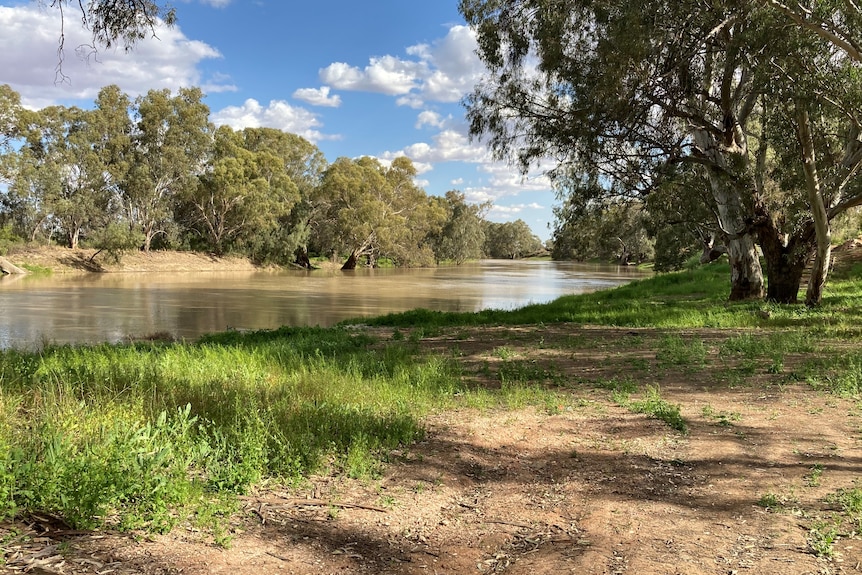 A riverbank shaded with trees.