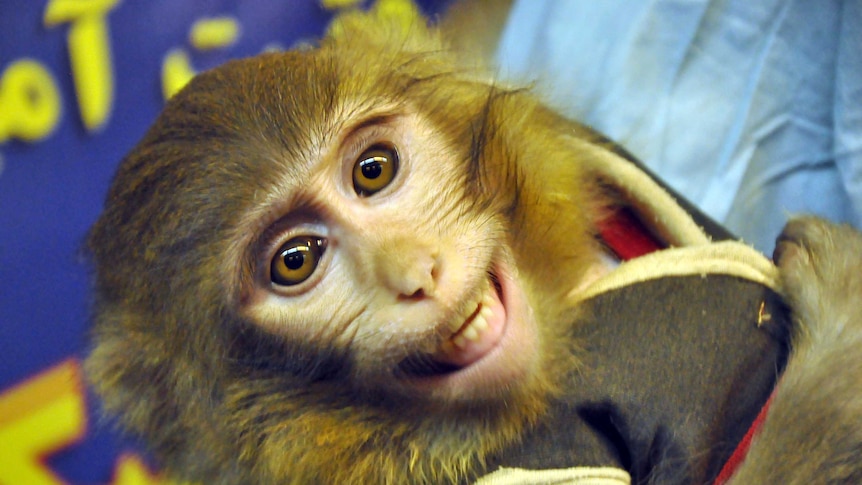 Iran claims monkey was sent into space