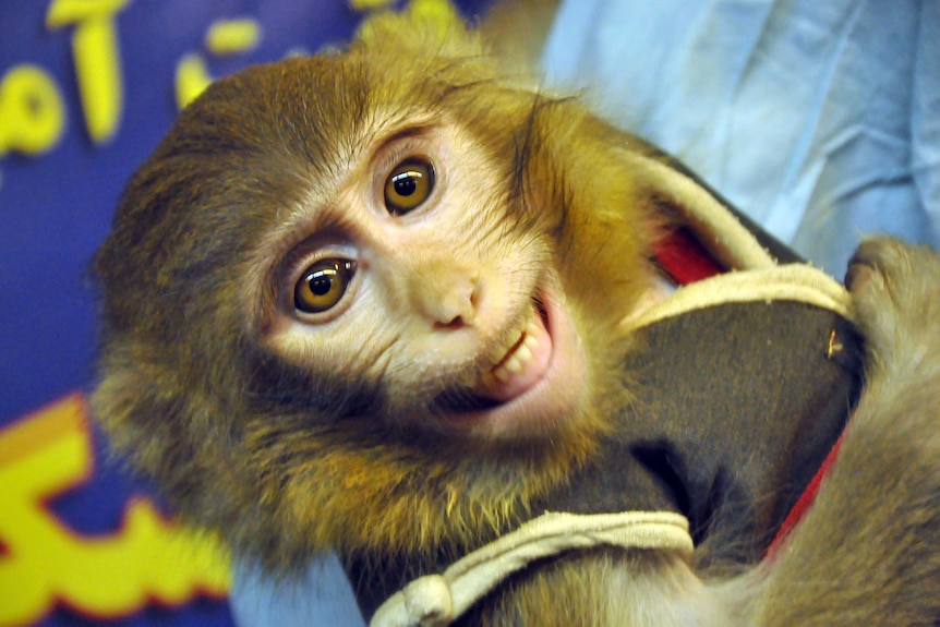 Iran claims monkey sent into space