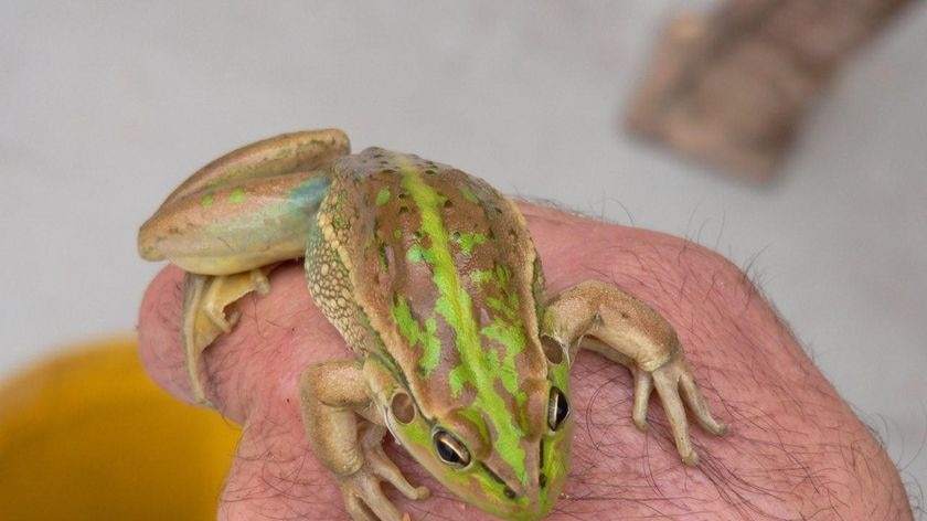 Southern bell frog numbers on the rise